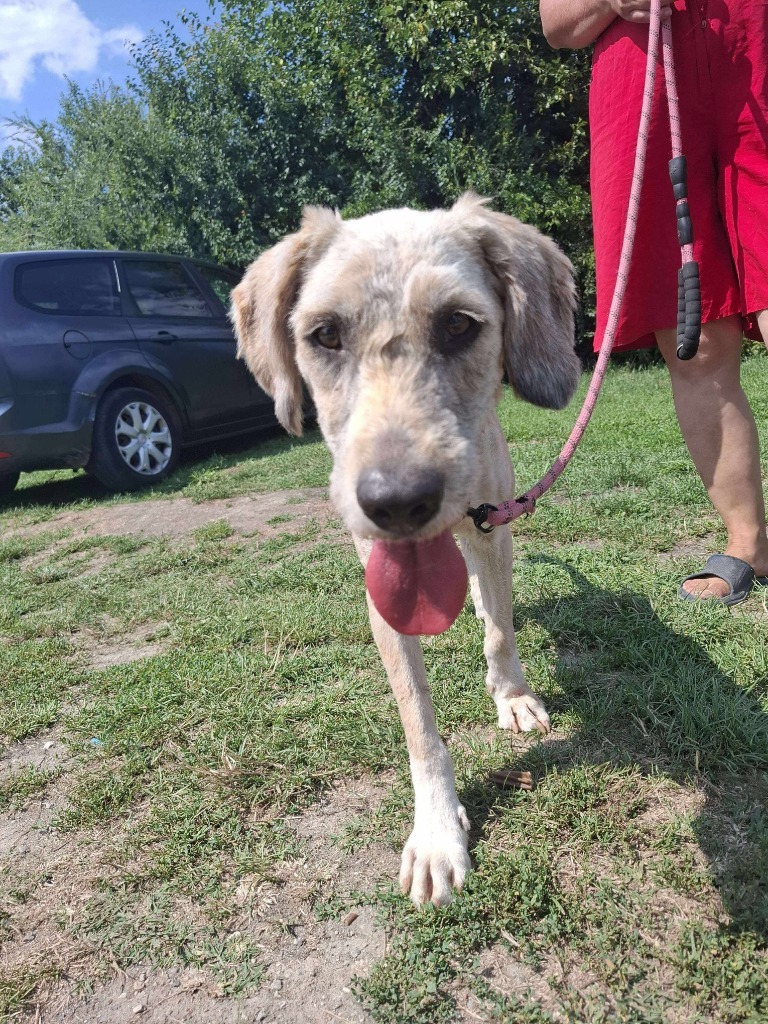 Jack 💙
2 years old
Medium/Large
Romania

Jack is a wonderful dog with a gentle and friendly soul!
He adores people and LOVES affection and attention.
He is a happy dog that enjoys the company of other dogs. He can be cat and child tested! 💙 

Apply: pawprints2freedom.co.uk/apply