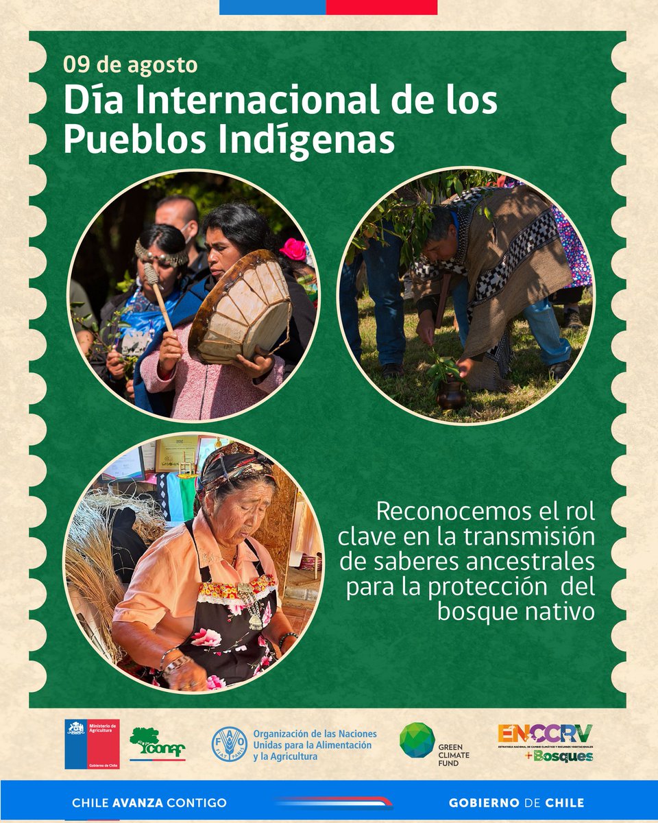 🗓 #9deAgosto | En el Día Internacional de los Pueblos Indígenas, destacamos la inspiradora labor de comunidades mapuche en la restauración del bosque nativo que, junto a FAO y el Fondo Verde del Clima (GCF), estamos apoyando a través del Proyecto +Bosque. 

Mas info aquí 🔽