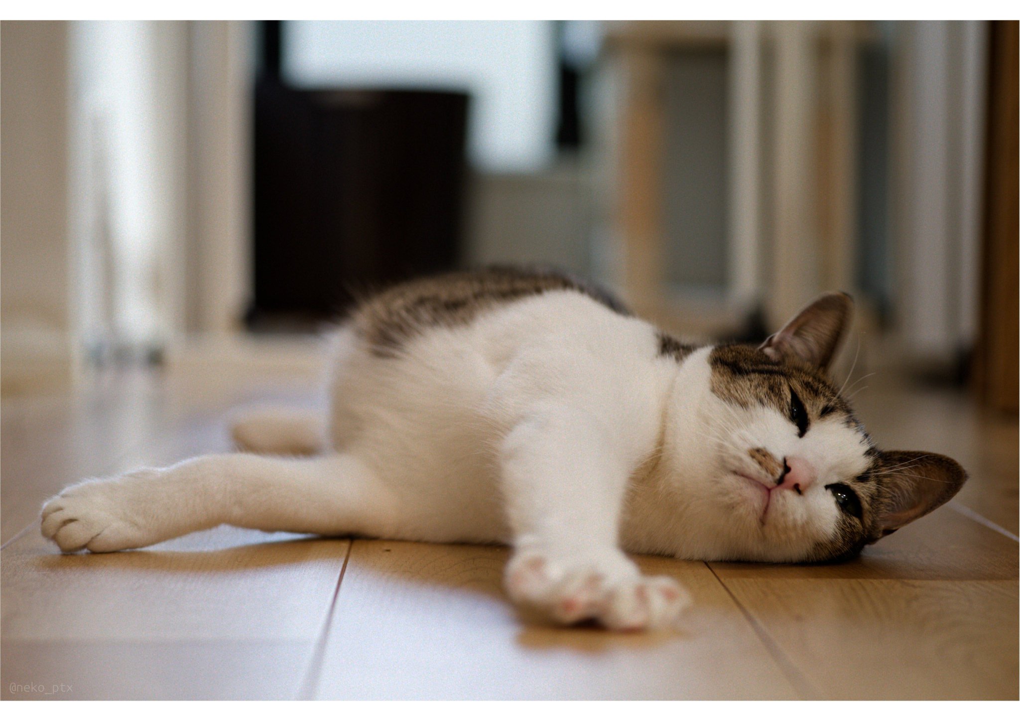 爆レア！8mmフィルム 拾った仔猫 TOKYO LILLI 仔猫を拾ったので on X: 