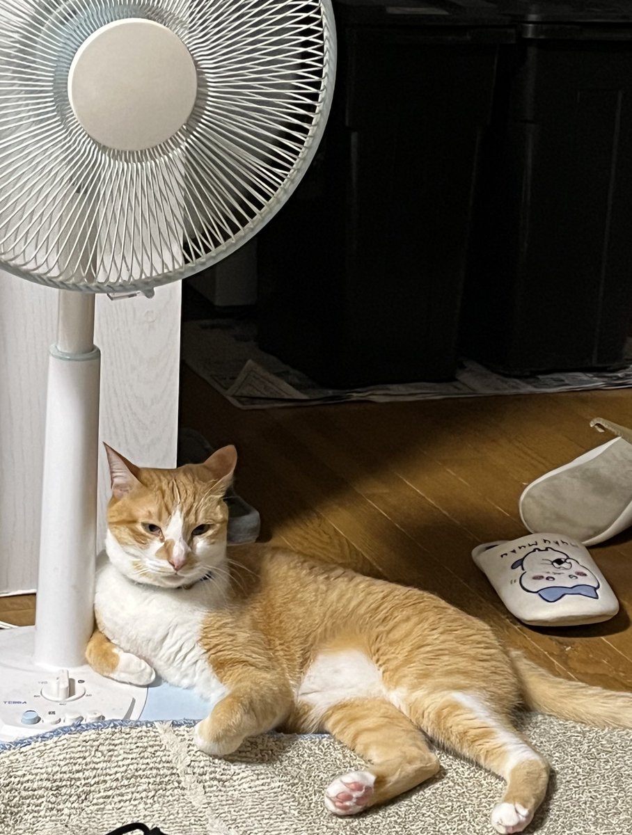 お盆休みなので、久々に実家に帰ってきております🐈
