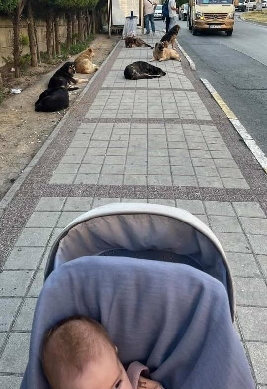Güvenli Türkiye (@sehirlerguvenli) on Twitter photo 🇹🇷 Tarihe yüz karası kareler...
Bebeği ile köpeklerin arasından geçmeye korkan bir annenin paylaşımı.
<a href="/Akparti/">AK Parti</a>
<a href="/RTErdogan/">Recep Tayyip Erdoğan</a>
<a href="/AliYerlikaya/">Ali Yerlikaya</a>
<a href="/AvOzlemZengin/">Av. Özlem Zengin 🇹🇷</a>
<a href="/avabdullahguler/">Abdullah Güler</a>
👇👇👇 🇹🇷 Tarihe yüz karası kareler...
Bebeği ile köpeklerin arasından geçmeye korkan bir annenin paylaşımı.
<a href="/Akparti/">AK Parti</a>
<a href="/RTErdogan/">Recep Tayyip Erdoğan</a>
<a href="/AliYerlikaya/">Ali Yerlikaya</a>
<a href="/AvOzlemZengin/">Av. Özlem Zengin 🇹🇷</a>
<a href="/avabdullahguler/">Abdullah Güler</a>
👇👇👇