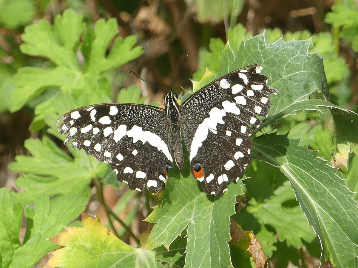 Duncan Dine tweet media