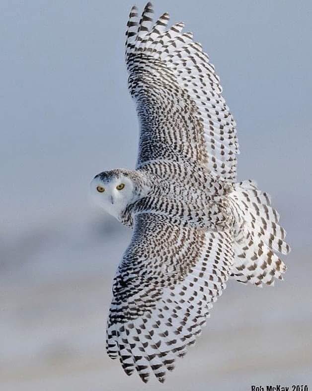 "Başını kaldır, kendini tanıttırmak isteyen fa'âl ve kudretli bir Zât'ın hârika işlerine bak! Sen başıboş olmadığın gibi, bu hâdiseler de başıboş olamazlar.
Âyet-ül Kübra
Bediüzzaman Said Nursi (RA)…