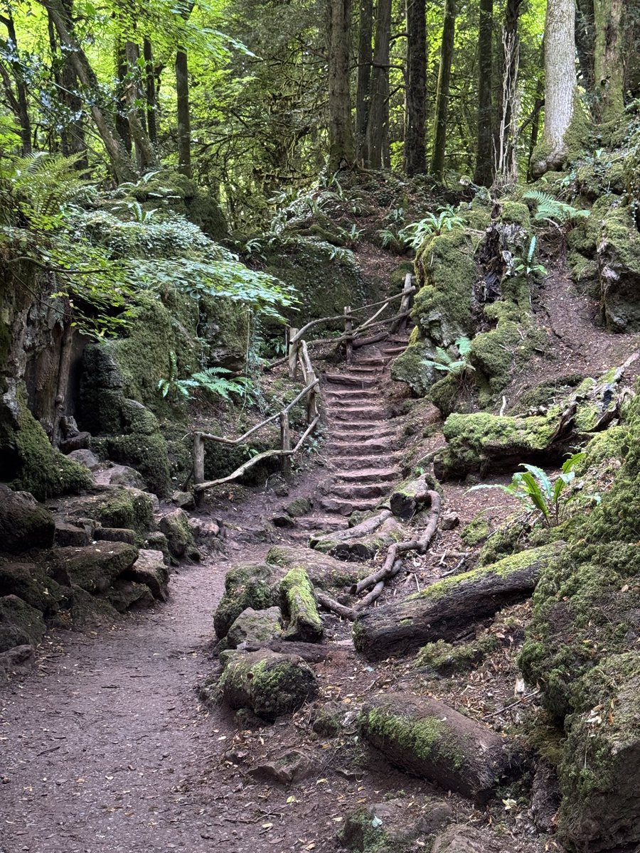 Puzzlewood in the Forest of Dean. Straight out of a Tolkien novel.