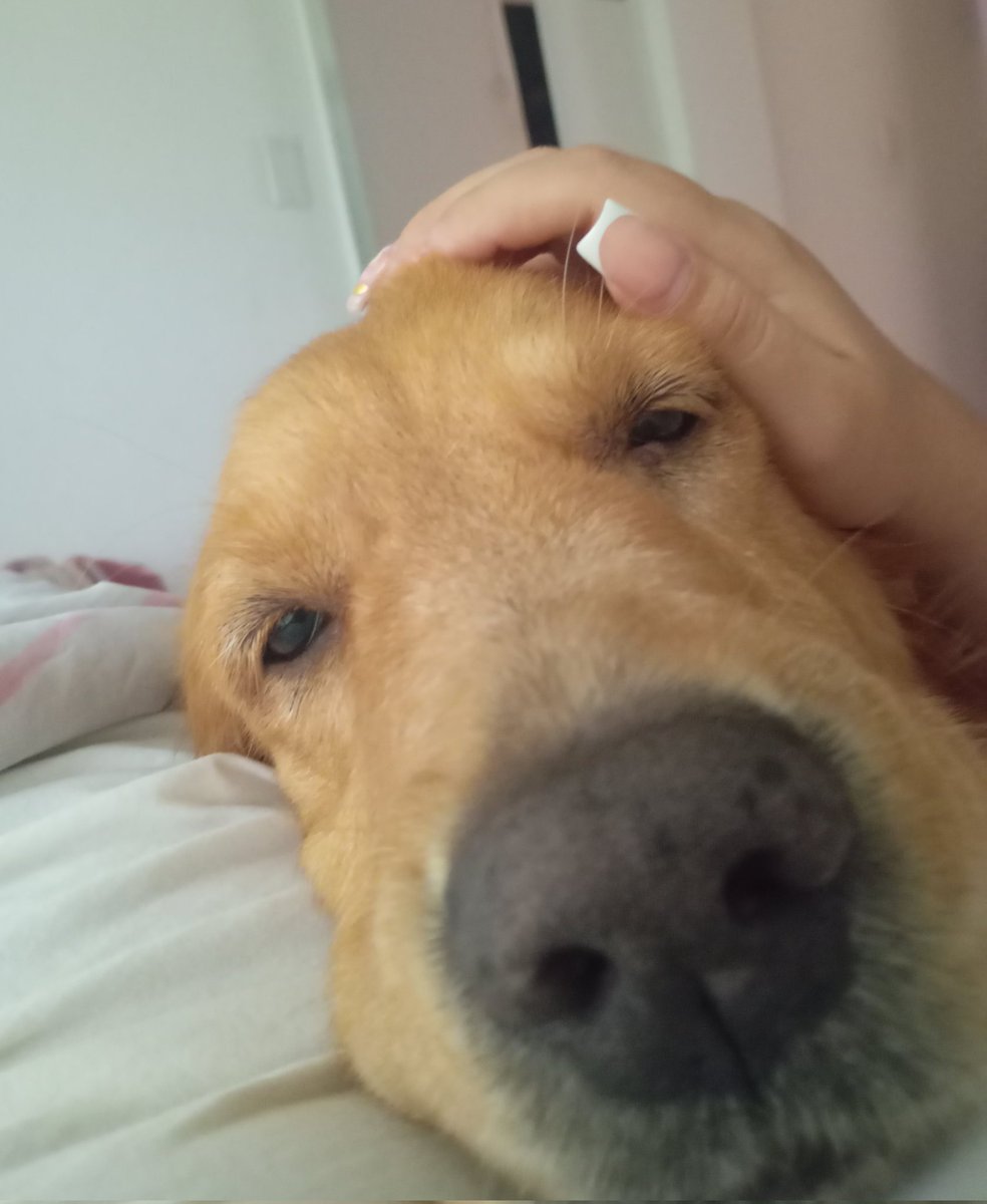 Que descanses en paz mi preciosa fuiste un regalo muy especial , anhelaba una como tu 😞🙏🏼