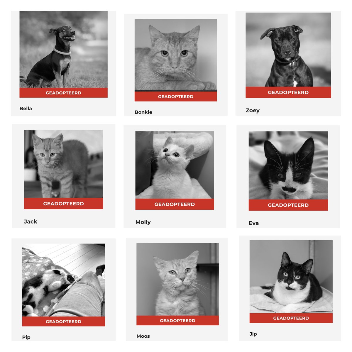 Geplaatst!🐾🐈🐕 

Er is weer een nieuwe update!🥳
De afgelopen dagen hebben weer verschillende dieren hun #foreverhome gevonden. 

Bella, Bonkie, Zoey, Jack, Molly &amp; Eva, Pip, Moos, Flair, Aico en Jip hebben het dierenasiel verlaten. 

Veel geluk bij jullie nieuwe mensen. 👋🐾