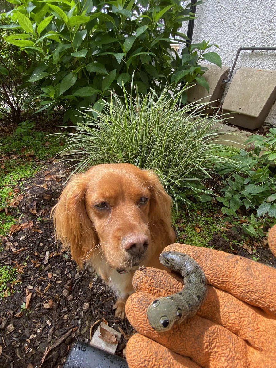 Something a little different was spotted in the garden at Abbeyfield Silverdale Society! 🐛🌿
They found this big, bright elephant hawk moth caterpillar. This impressive caterpillar will soon turn into a beautiful pink and green moth - what a treat to see!
abbeyfield.com/member-societi…