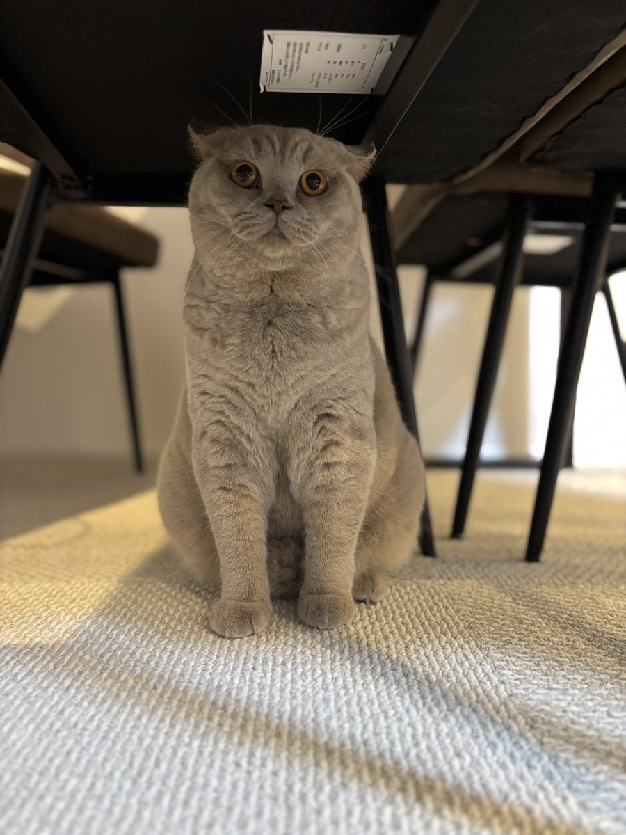 ミミズクみたいになっててかわよい🩶