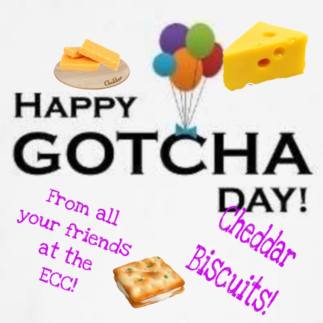 Postman Pappy’& Postman Panfur’s ECC Cards (@eccpostmanpappy) on Twitter photo *Postman Panfur comes in to the PO*
HAPPY GOTCHA DAY TO CHEDDAR BISCUITS! Sending love and paw hugs ❤️❤️❤️😺😺😺 <a href="/biscuitscheddar/">Cheddar Biscuits 🧡🧡</a> <a href="/EdibleCatsClub/">EdibleCatsClub</a> *Postman Panfur comes in to the PO*
HAPPY GOTCHA DAY TO CHEDDAR BISCUITS! Sending love and paw hugs ❤️❤️❤️😺😺😺 <a href="/biscuitscheddar/">Cheddar Biscuits 🧡🧡</a> <a href="/EdibleCatsClub/">EdibleCatsClub</a>