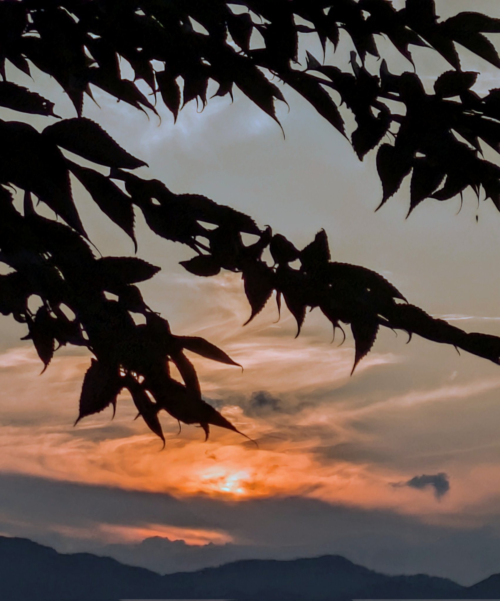 【即日発送】夕焼けの猫　AGR 直筆サイン　夕奈 7a8ae95e5c75cab18996d97f240456