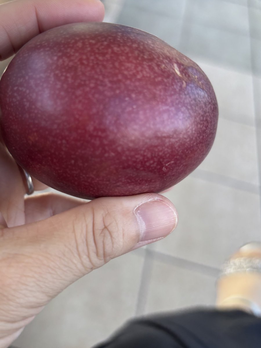 先日頂いたパッションフルーツ
しわしわになったので初めて頂いてみました^ ^
また食べたい🤭