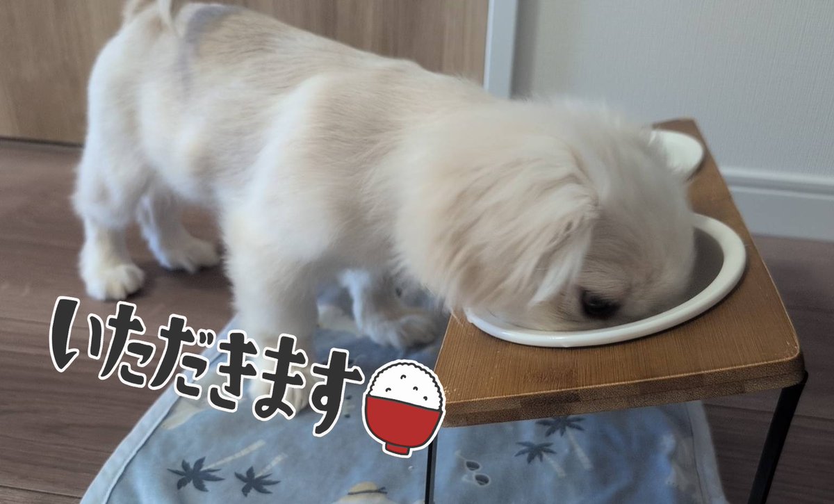 ヨーティとお昼にツイキャスゲリライオン🦁しました😆

今年のあれこれを詰めて詰めて詰めて…

『伝説のМ』に続く“新たな伝説”が生まれそうですので今年のネギライオンにまだまだ期待して欲しい😁🎵

年々練習曲(ジャンル)が増える…
まだ伸びしろあるじゃん私🤣