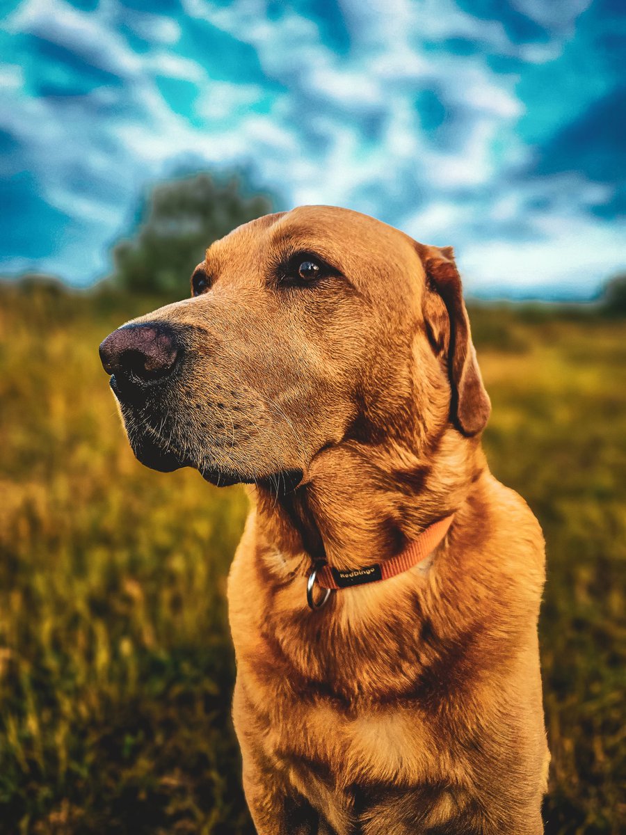 Some people will never understand how I can love Bailey so much, but that's ok because Bailey knows, and that's all that matters ❤️ #Baileydaily