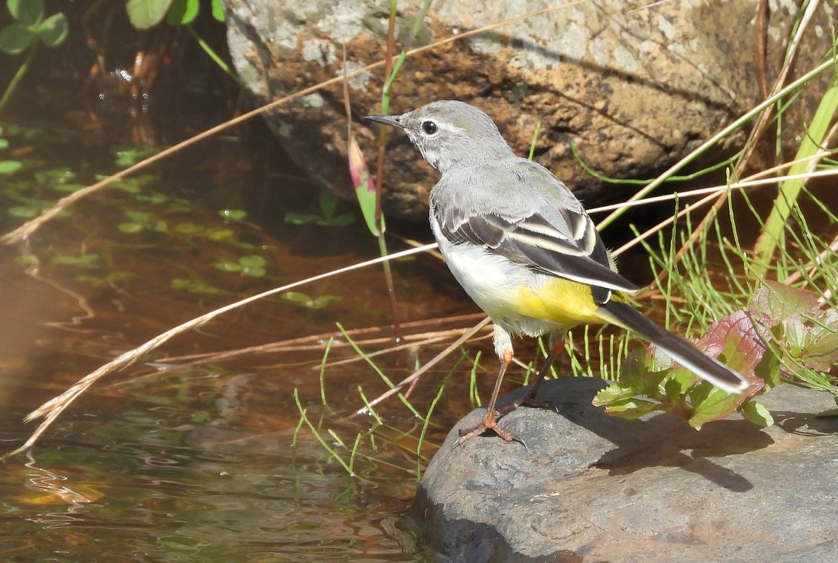Grey wagtail on the Kel burn
