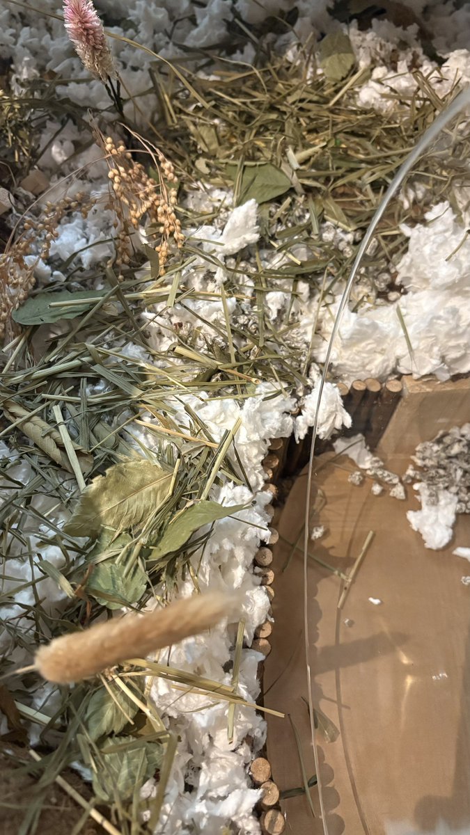 Mi nueva afición, el paisajismo para hábitat de pequeños roedores. O en otras palabras, mimar a Belfegor.