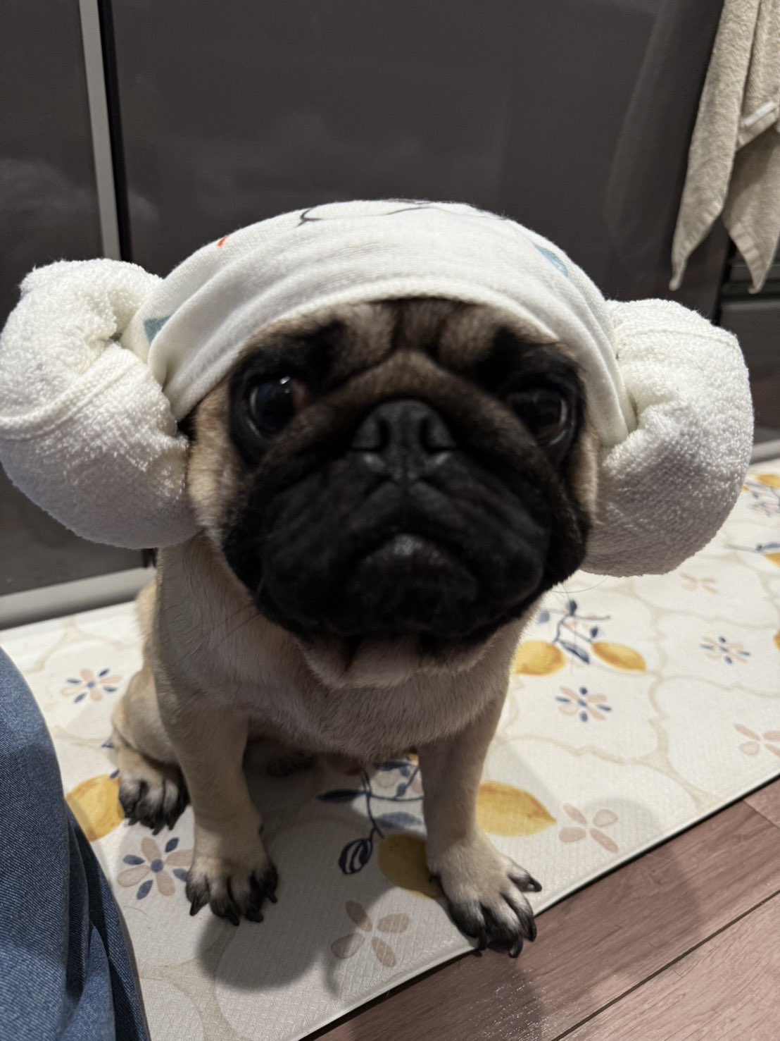 パグちゃん パグ犬 いのとつぶ吉の日常 (@pugpug_inosan) / X