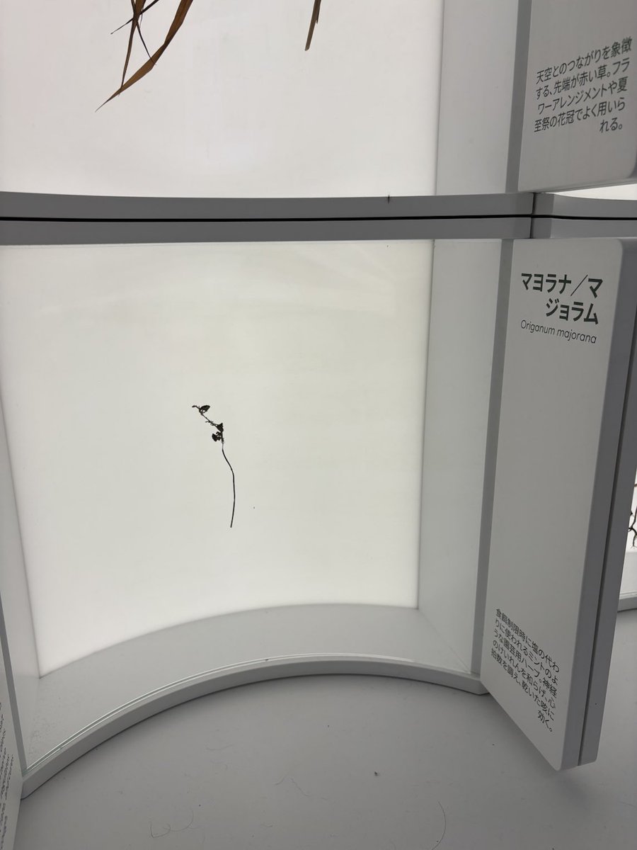 アルトゥル氏を生で見てきたー！
マヨナラって植物だったんだ。マヨナラ粒子でしか知らなかったw