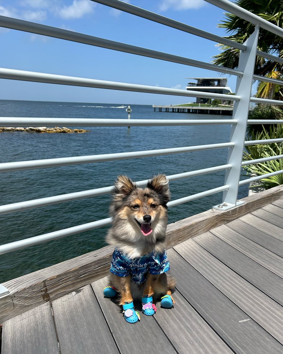 StPetePier's tweet photo. Pups on the Pier time! 🐶☀️

It’s hot out there—bring water for your pup and cool off at Family Park or grassy spots. The tenants on the St. Pete Pier have water bowls placed outside, but packing your own is always best.

Tag us &amp; use #PupsOnThePier to be featured!

#StPetePier https://t.co/YzV1ZvHkrg