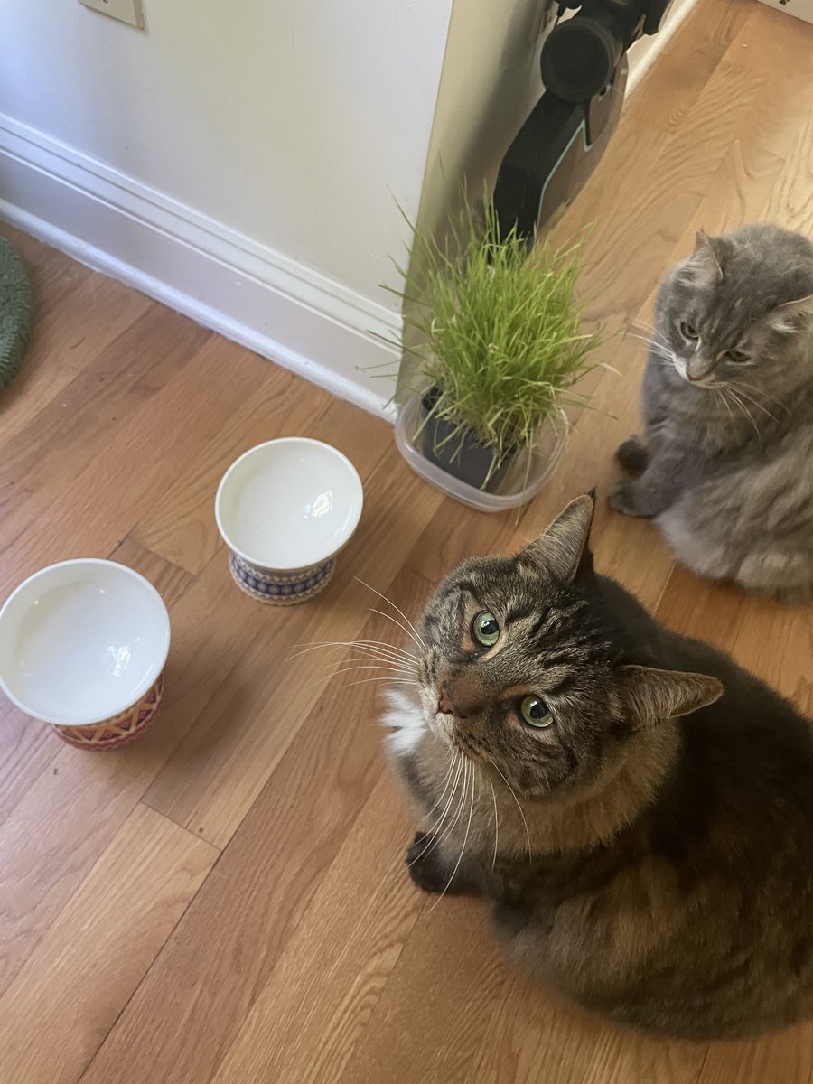 Lou Diamond Phillips (@loudphillips) on Twitter photo “Well?!…What’s youse waitings for?! Can’t you see we’s wasting away down here, woman!”
#Boba #Dzikus
#HappyCaturday
<a href="/YMPhillips/">Yvonne Phillips</a> “Well?!…What’s youse waitings for?! Can’t you see we’s wasting away down here, woman!”
#Boba #Dzikus
#HappyCaturday
<a href="/YMPhillips/">Yvonne Phillips</a>