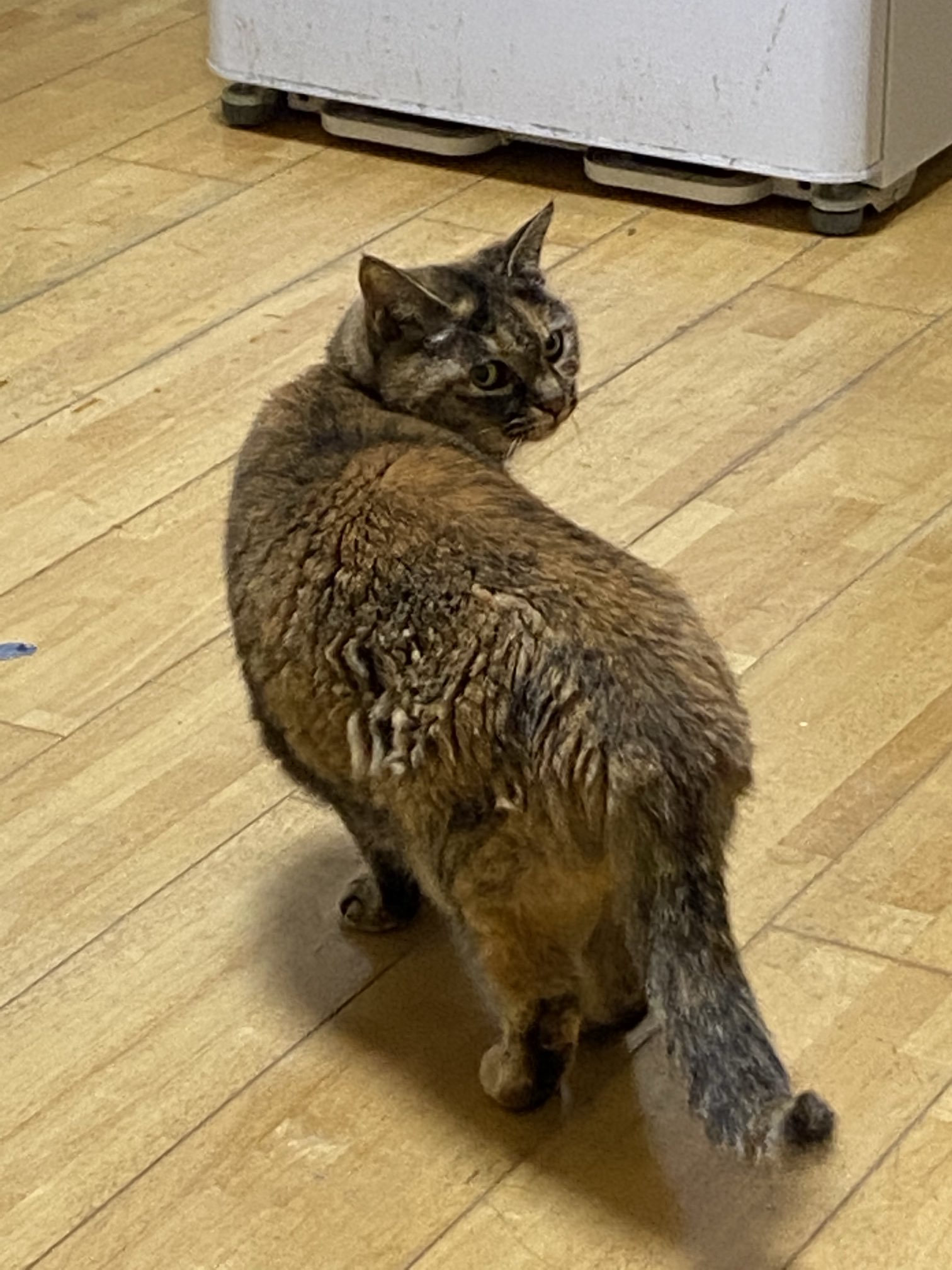 ねこ先輩 on X: 