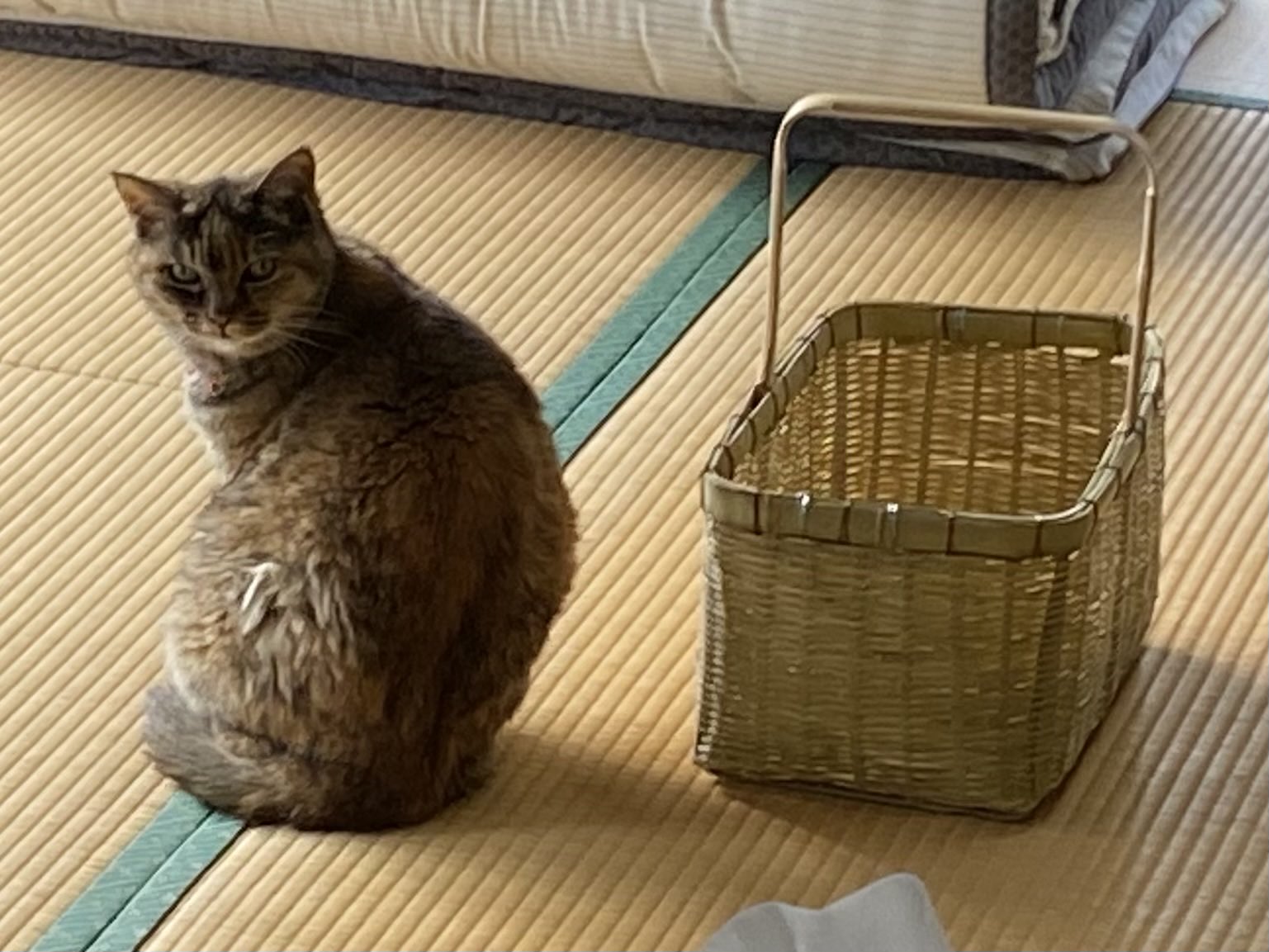 ねこ先輩 on X: 