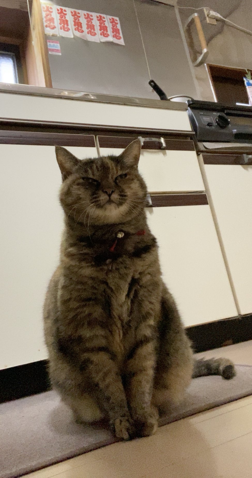 ねこ先輩 on X: 