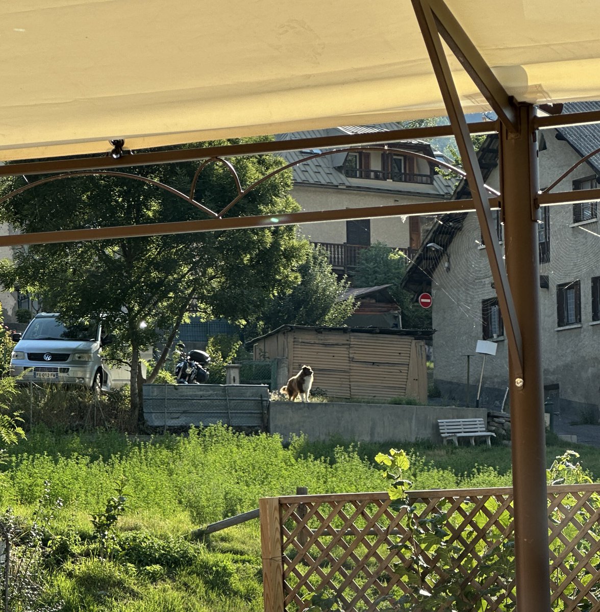 le chien il aura farm