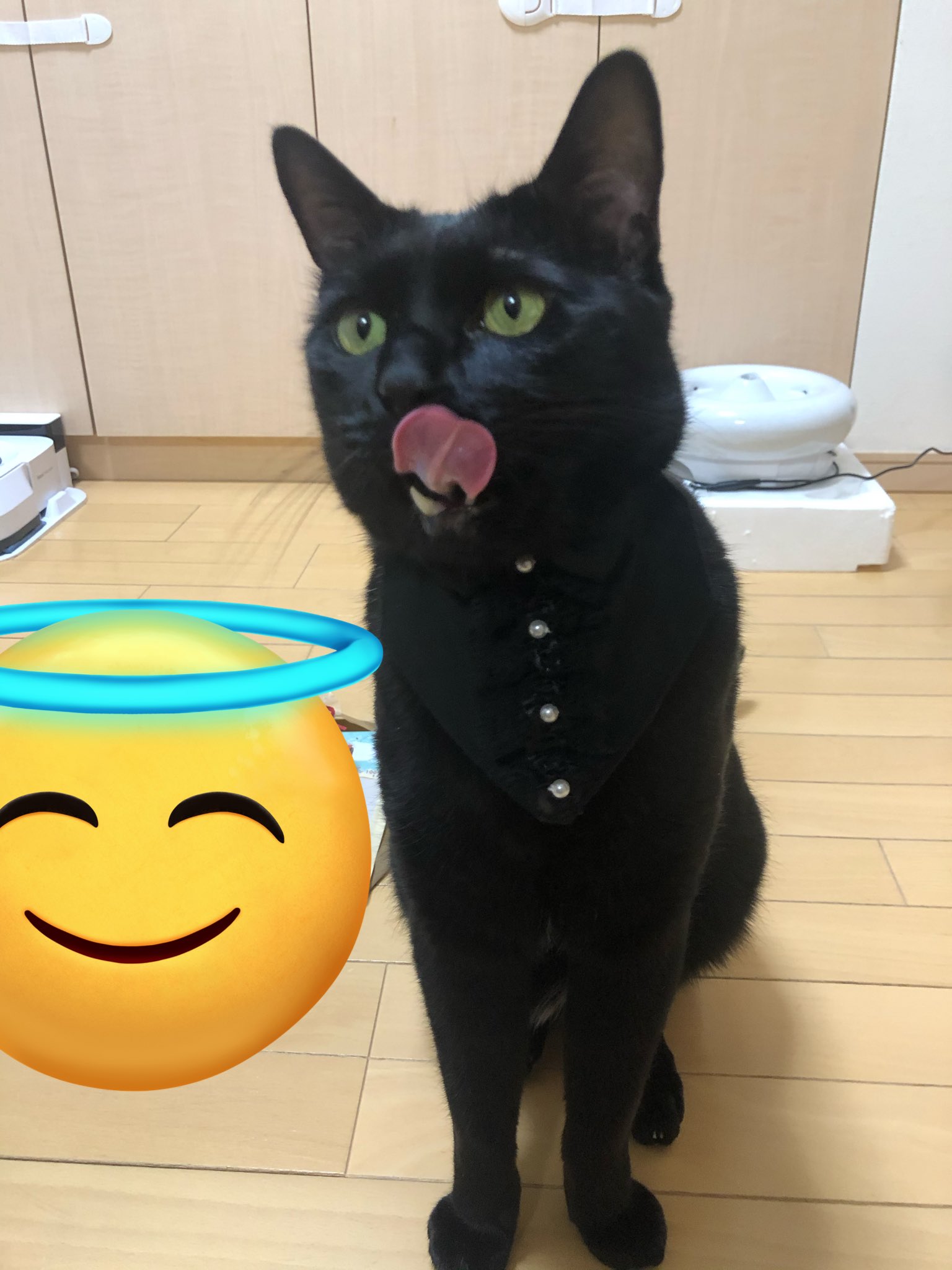 かずよん🐈‍⬛黒猫りゅう🔜8/17 arteVarie 127 4号館も20