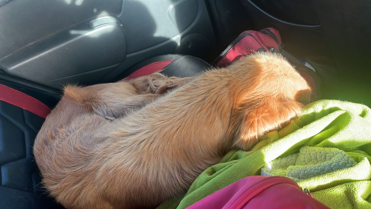 De verdad que es tan difícil, sobre todo cuando uno es invisible para "LOS que pueden ayudar" por fortuna no lo somos para ellos 🐶🐱🐴.   Hacemos lo que se puede, y ese poquito a  sumado por años... es lo que hay. 😵‍💫😪. Gracias a quienes nos donaron los 110 mil que tememos.💕