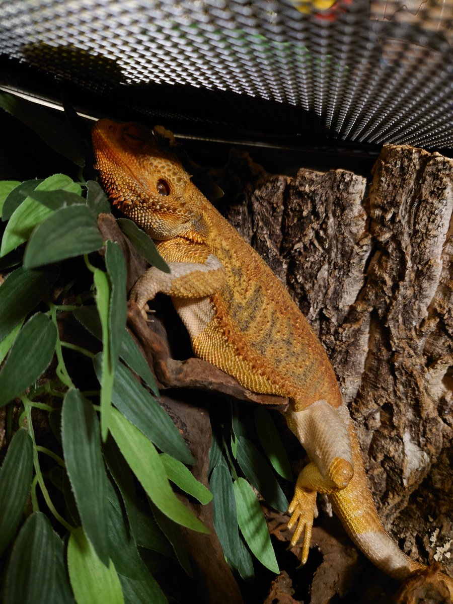 珍しく変なとこで寝てたリオ君w
腹でバランスとって寝てるよね🤣