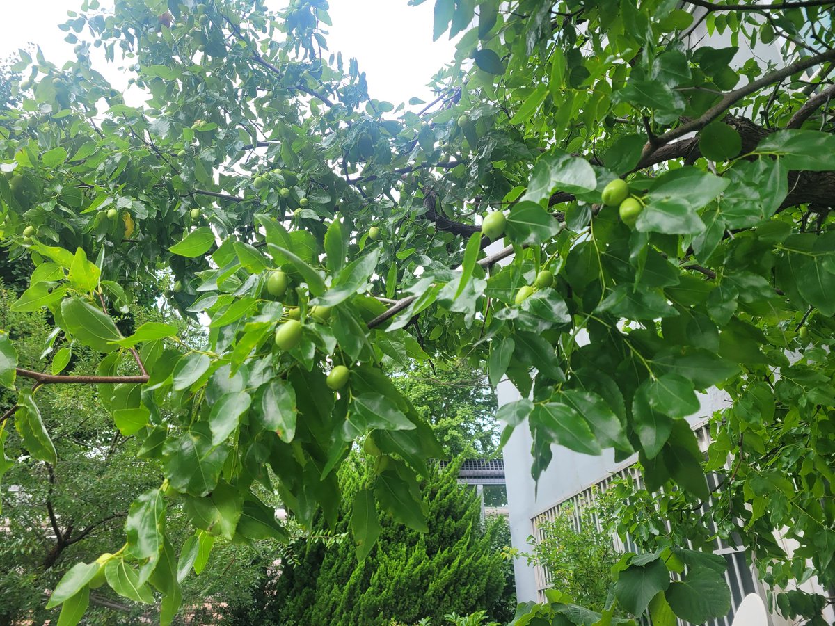 아파트 대추나무에 대추가 알알이 맺혔네🍃
여름이 이렇게 익어가면, 어느새 가을이 성큼 와 있겠지.
시간은 참… 자연 속에서 제일 잘 느껴지는 것 같아. 🍂

#입추 #말복 #가을 #대추 #부산