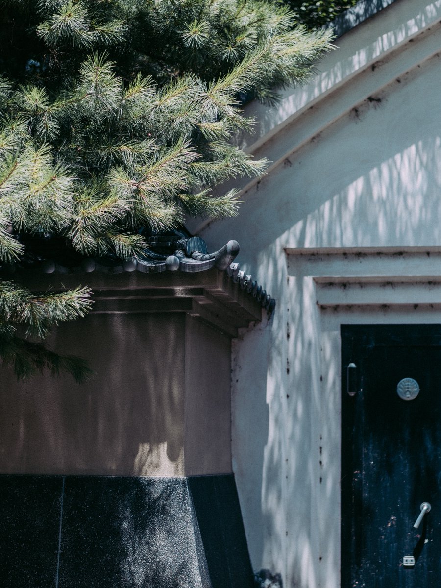 modulelab0's tweet image. Japanese Pine trees, sunlight, reflections on the water surface[松]  #gfx100s #filmlook #cinematiccolor #colorgrading #photography #videography