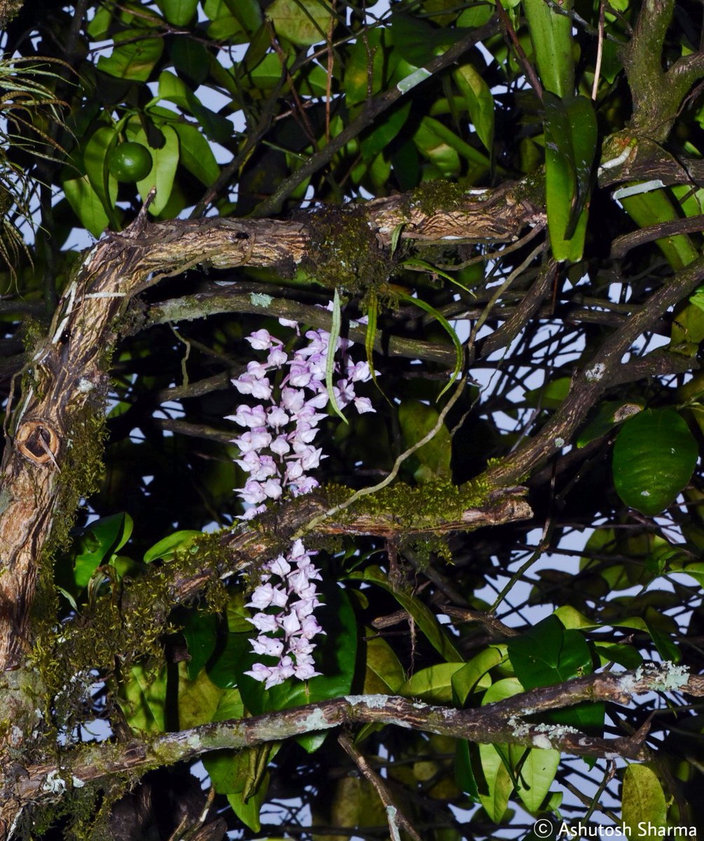 Ashutosh_05sn's tweet photo. Aerides rosea (Rosy Fox Brush Orchid)

A lovely late summer blooming #epiphytic orchid from subtropical rainforests of Eastern Himalaya

#Orchids #Aerides #rosea #IamTaxonomist #eFlora #Himalaya #Plants #Botany2025 #Biodiversity #Orchidaceae #Flowers #FRLH #Epidendroideae #eFlora https://t.co/aar0BNG1sp