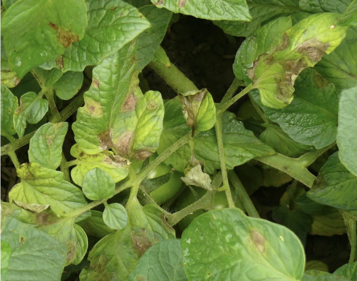 Karen Davidson (@karen4growers) on Twitter photo Late blight has been found on tomatoes in Ontario's Middlesex County, Aug 8. It's a small patch but fields are at high risk if overhead irrigation is being used says Amanda Tracey, OMAFA. <a href="/growernews/">The Grower</a> Late blight has been found on tomatoes in Ontario's Middlesex County, Aug 8. It's a small patch but fields are at high risk if overhead irrigation is being used says Amanda Tracey, OMAFA. <a href="/growernews/">The Grower</a>