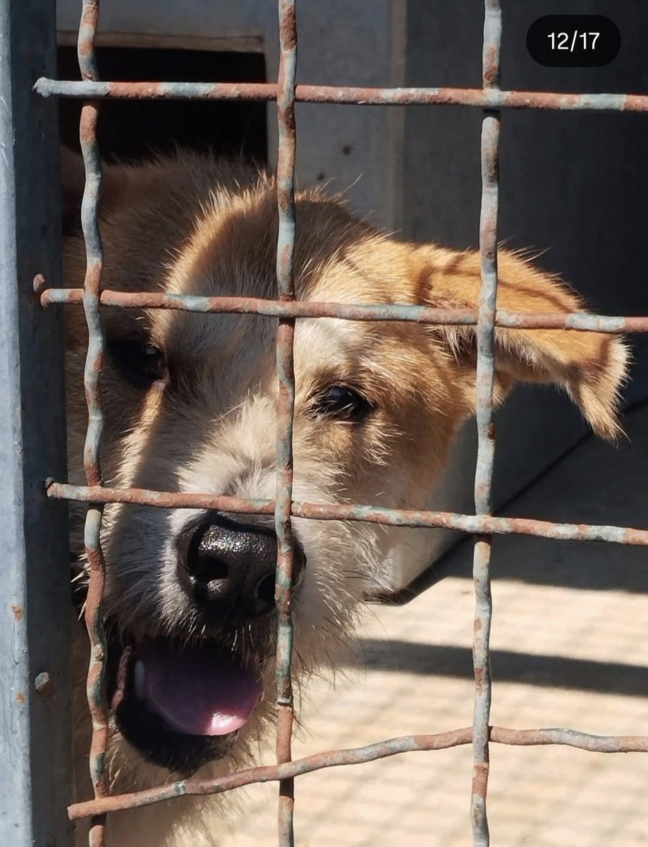 Sećate se psa Žuće koji je verno pratio Valjevske srednjoškolce na svim protestima, on nije nikoga izneverio ali mi njega jesmo jer je završio umesto u toplom domu u valjevskom azilu.

Može li neko za Žuću 
On je mio,drag, zdrav,kastriran i odan🙏❤️