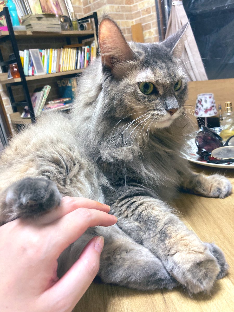 飼い主連休だからって朝帰りにゃ🐈‍⬛
気安くモフらにゃいで💢

まずはチュール！話はそれからだ🐾

#足蹴 #猫のいる生活 #ねこのきもち #ねこなつ2025
