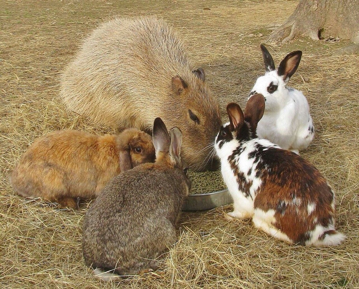 day 4: they still think i'm a bunny. they've accepted me as one of their own.