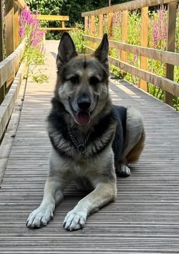 MissingPetsGB's tweet image. Solo has been FOUND! Safe and healthy &amp;amp; home ❤❤

Thank you everyone #REUNITED