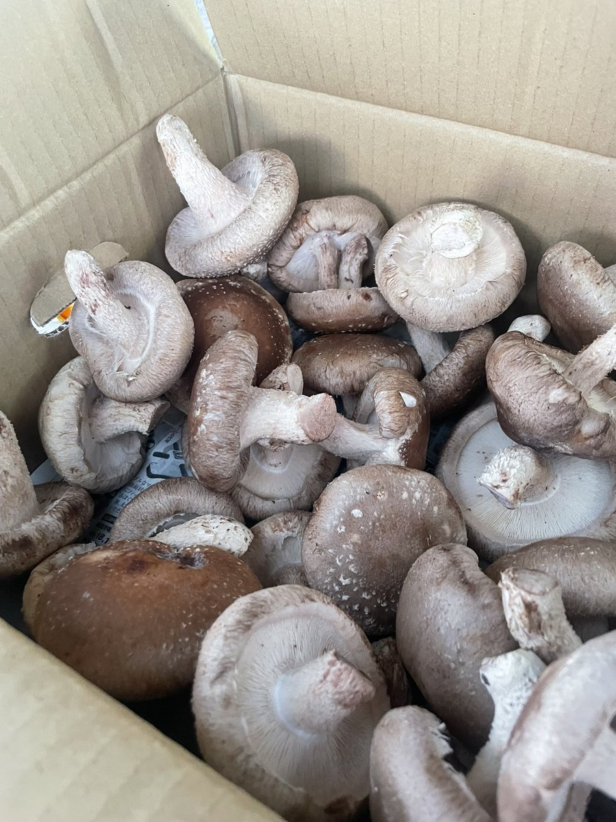 おはようございます😃
本日は館鼻岸壁朝市！
生椎茸あります！
#館鼻岸壁朝市