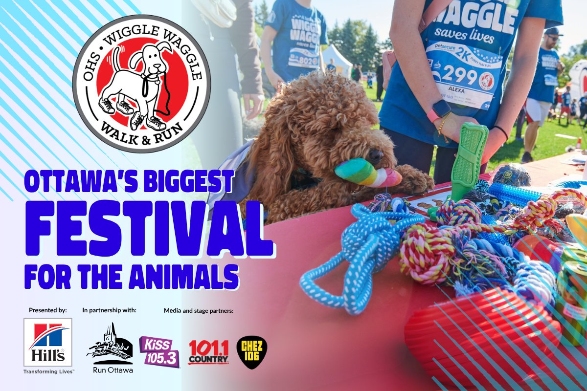 ottawahumane's tweet image. The Wiggle Waggle Walk &amp;amp; Run isn’t just about running and walking to raise funds for homeless animals. It’s also a giant dog-friendly festival!

Join us on Sept. 28 on the Great Lawn at Lansdowne for Ottawa’s biggest event for the animals. 

Sign up: ow.ly/Z39X50WC1E8