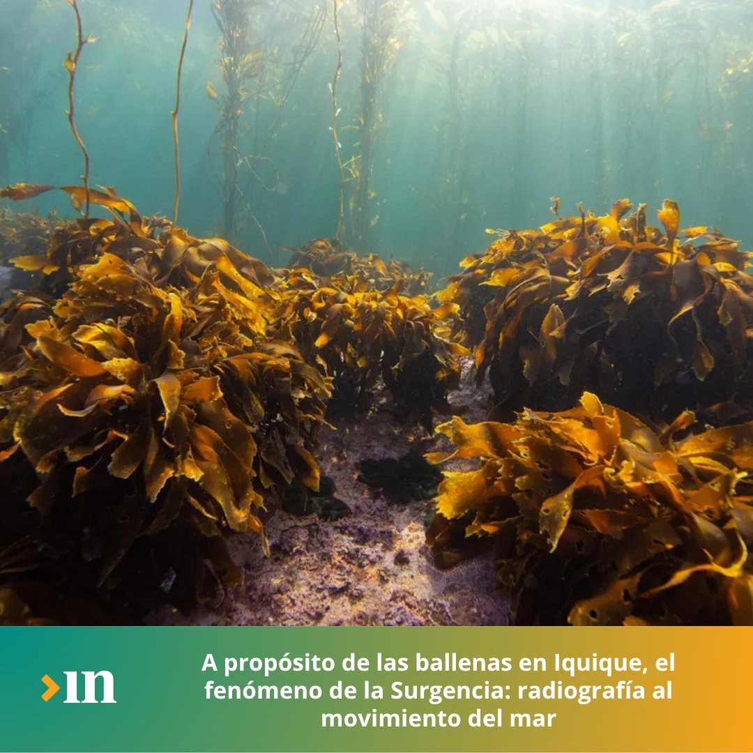 🌊 La surgencia en la costa de Iquique trae aguas ricas en nutrientes, creando uno de los ecosistemas más productivos del mundo y atrayendo grandes ballenas.
👉 tarapacainsitu.cl/contenido/2390…