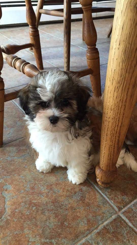 pupper almost 10 years ago