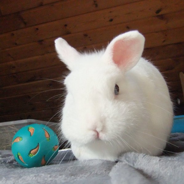 Rabbit of the Day ๐ฐ (@rabbitoftheday) on Twitter photo ๐
14th August 2025
๐ฐ Fluffy
๐ท๏ธ <a href="/trabbitsan/">The Tranquil Rabbit Sanctuary.</a>
๐ #animaloftheday ๐
14th August 2025
๐ฐ Fluffy
๐ท๏ธ <a href="/trabbitsan/">The Tranquil Rabbit Sanctuary.</a>
๐ #animaloftheday