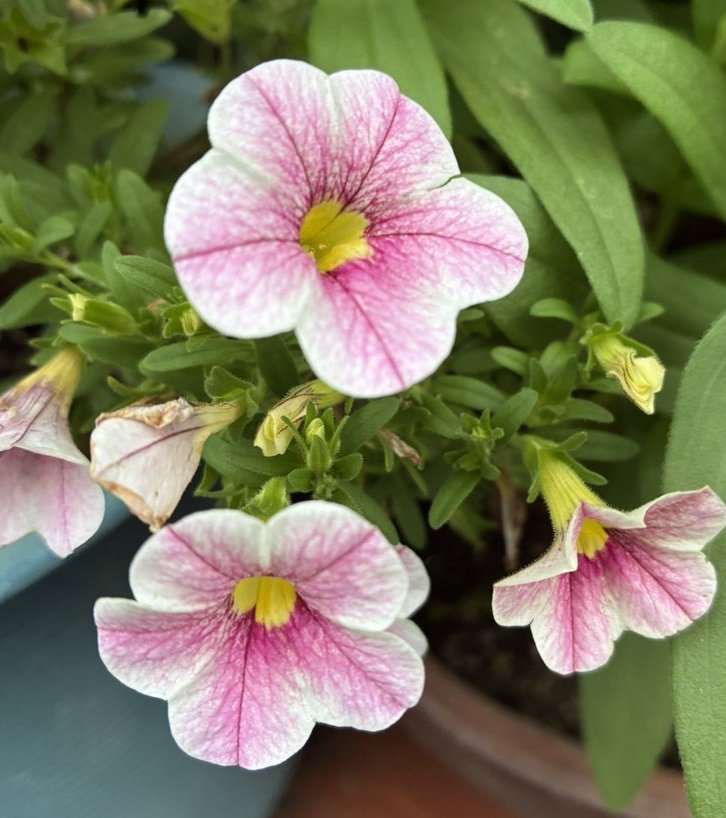 goodmornig〜♪♪
2025/08/10　日曜日
安らぎの休日を🍀