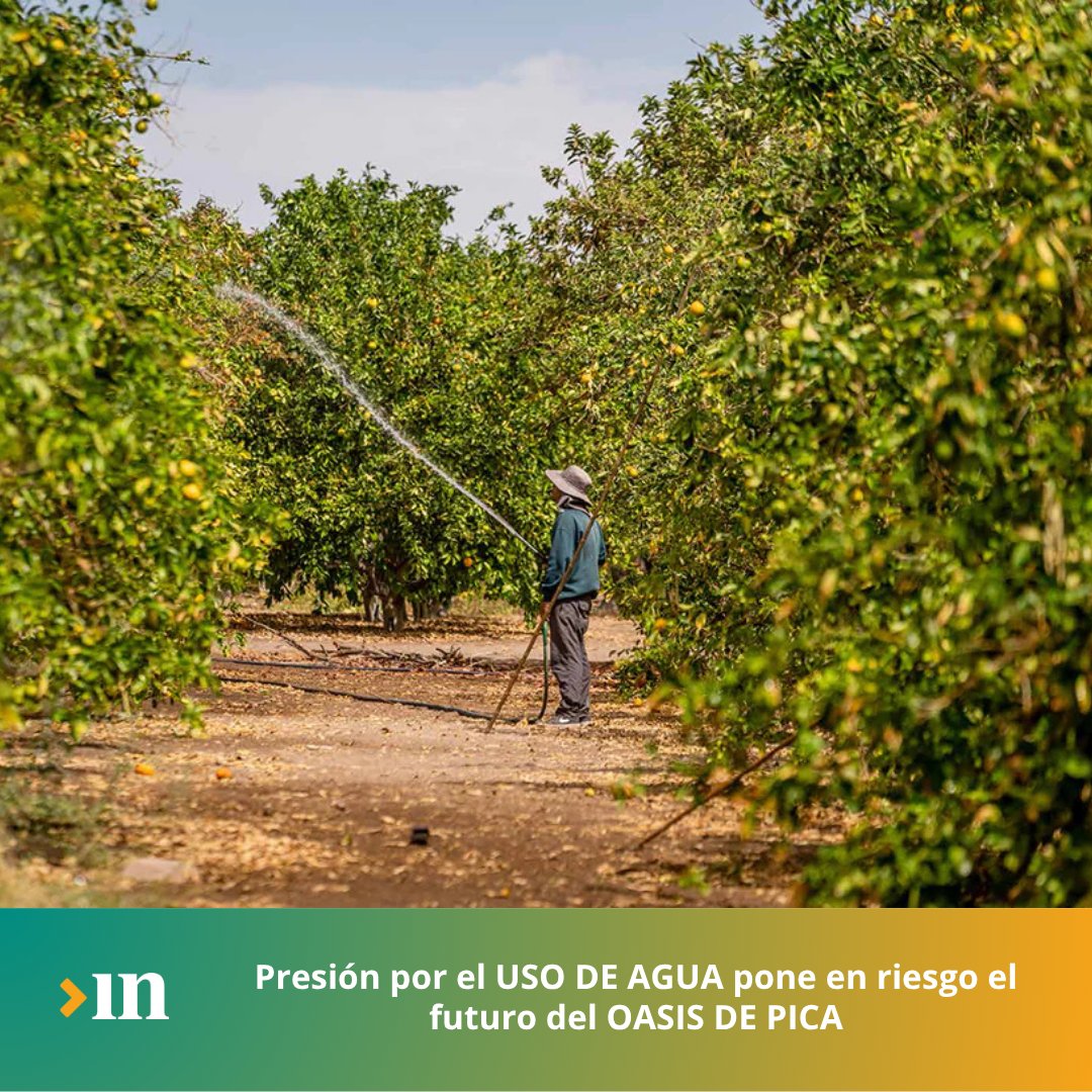 💧🏜️ Un estudio liderado por René Mancilla alerta que el Oasis de Pica podría secarse si no cambia el uso del agua. Ciencia y territorio en defensa de un paisaje único.
👉 tarapacainsitu.cl/contenido/2051…