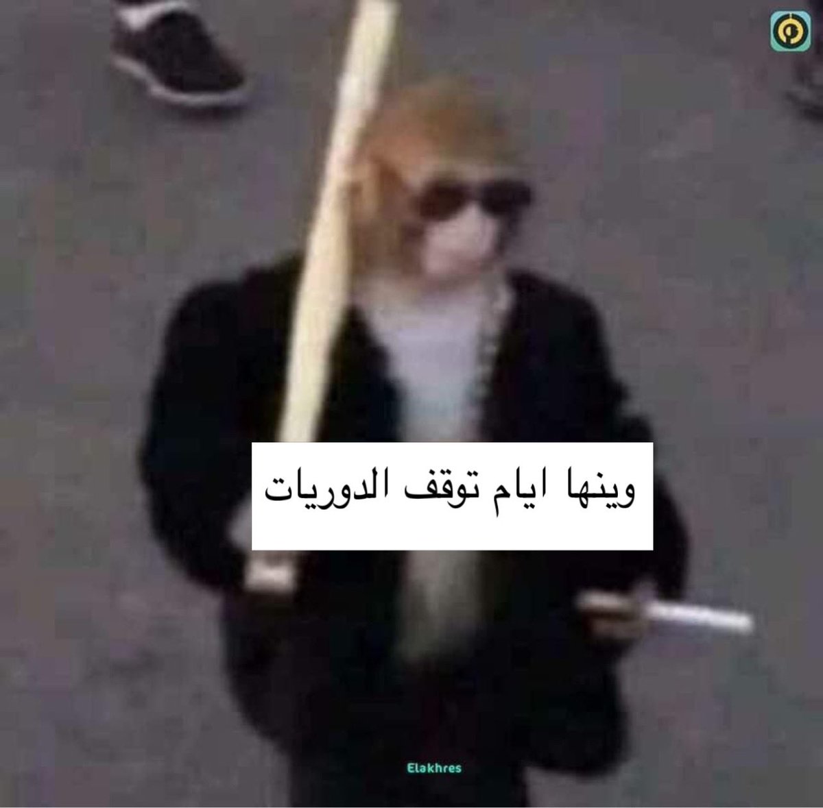 دِيـنَٰا (@dina_badran74) on Twitter photo 