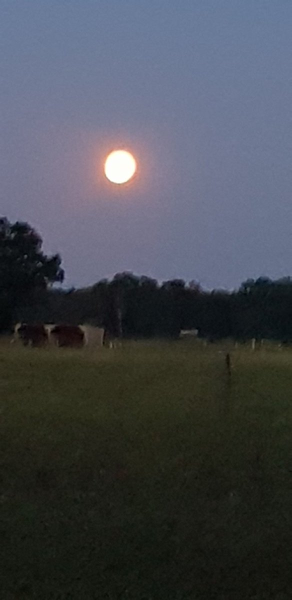 Daesy55676957's tweet image. 🌖😻