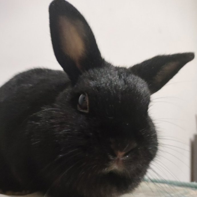 Rabbit of the Day ๐ฐ (@rabbitoftheday) on Twitter photo ๐
16th August 2025
๐ฐ Mikasa
๐ท๏ธ <a href="/moon_sollar/">โข ๐๐จ๐ฅ ึดึถึธ๐ เฃชห ึดึถึธ๐เผเผเฟ</a>
๐ #animaloftheday ๐
16th August 2025
๐ฐ Mikasa
๐ท๏ธ <a href="/moon_sollar/">โข ๐๐จ๐ฅ ึดึถึธ๐ เฃชห ึดึถึธ๐เผเผเฟ</a>
๐ #animaloftheday