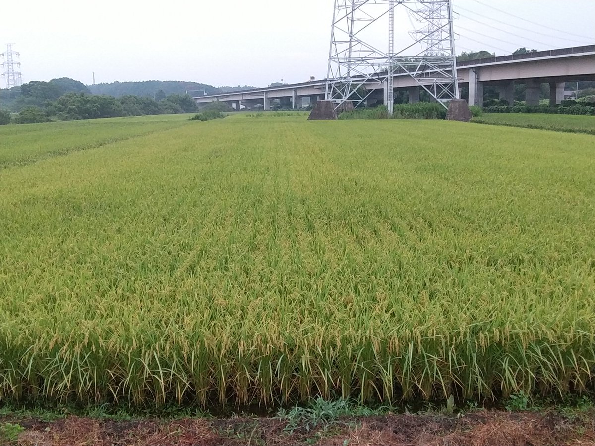 Mari88855's tweet photo. 今年のお米もたくさん収穫できますように🌾 https://t.co/wOQLyMs6z3
