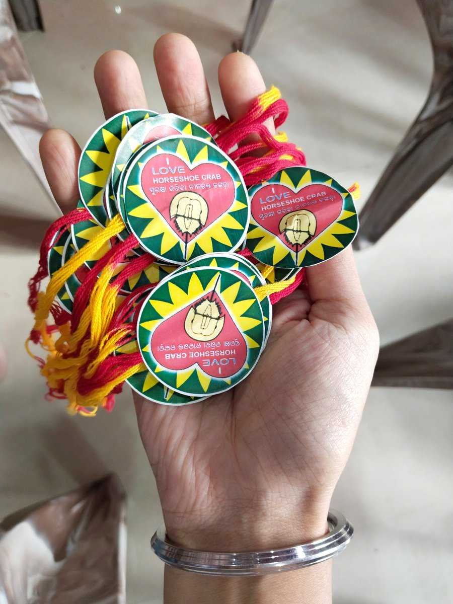 abioconserve's tweet photo. "A thread of love, a knot of responsibility — this Raksha Bandhan, we pledged to protect the timeless Horseshoe Crabs. 🌊🦀 Because when they thrive, the ocean thrives."
#RakshaForNature #MarineHeritage #SaveHorseshoeCrabs https://t.co/vhhZyNAQru